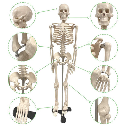 Human Skeleton Model with Key, 34" - Loomini