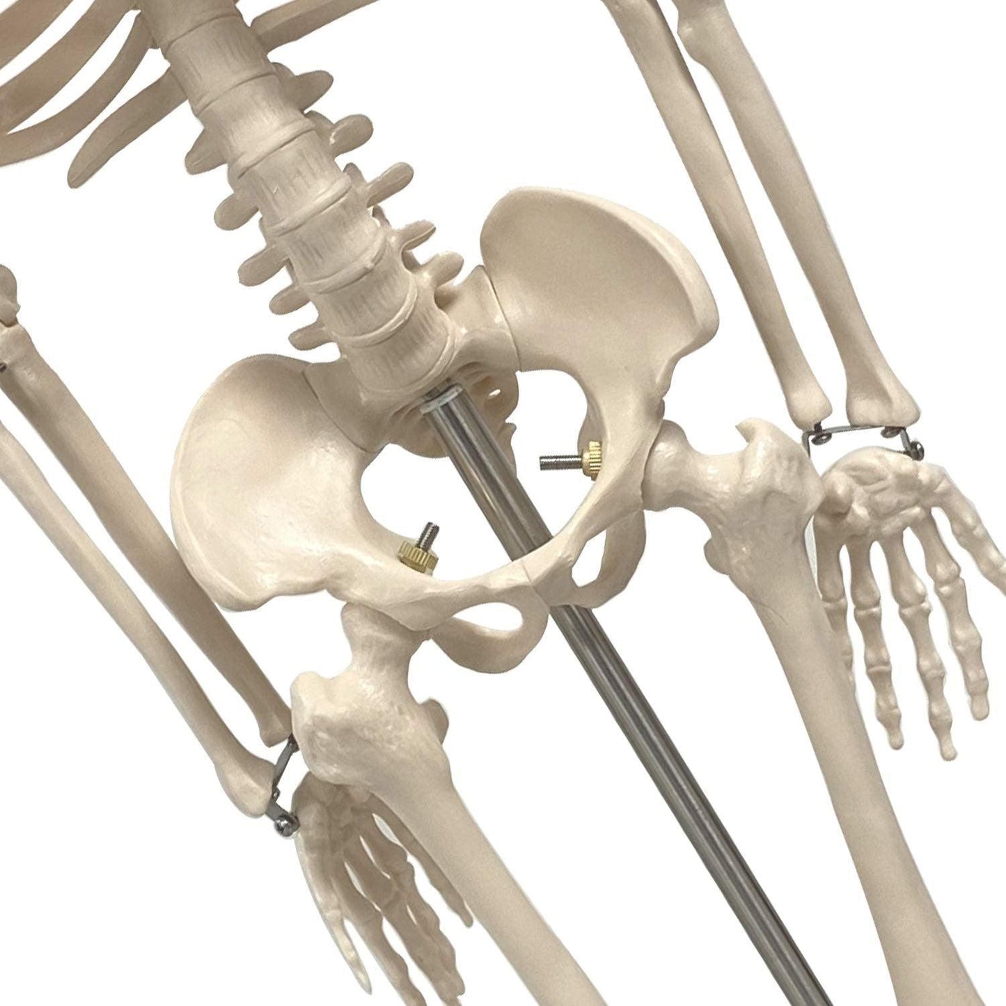 Human Skeleton Model with Key, 34" - Loomini