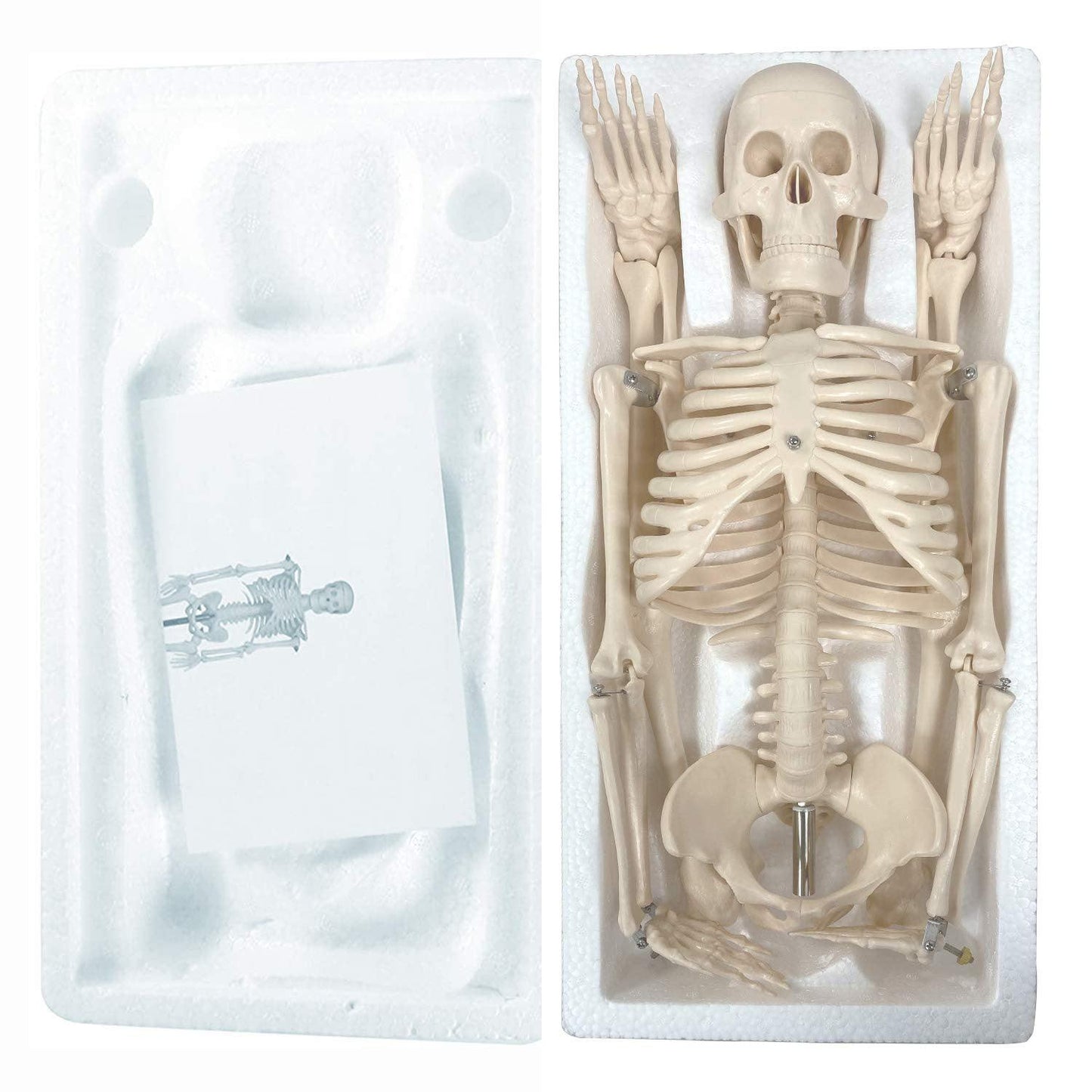 Human Skeleton Model with Key, 34" - Loomini