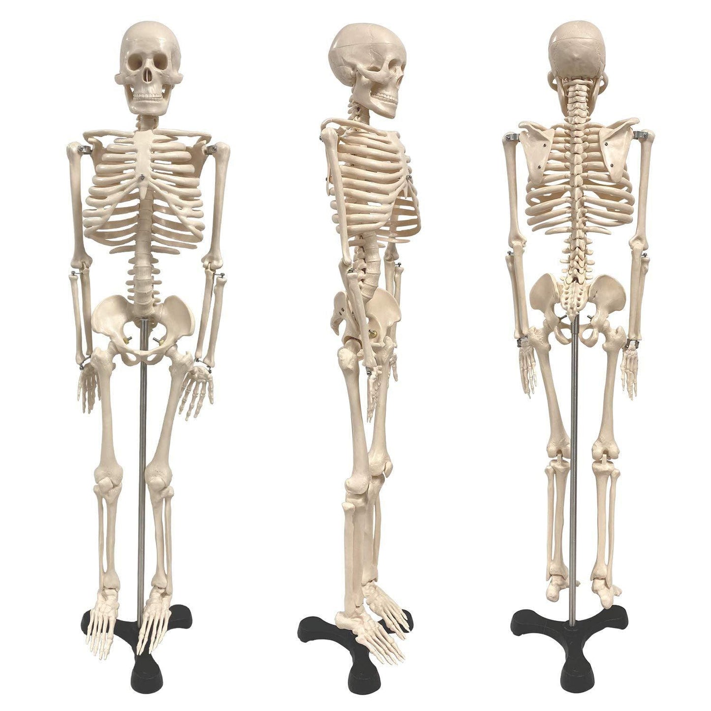 Human Skeleton Model with Key, 34" - Loomini