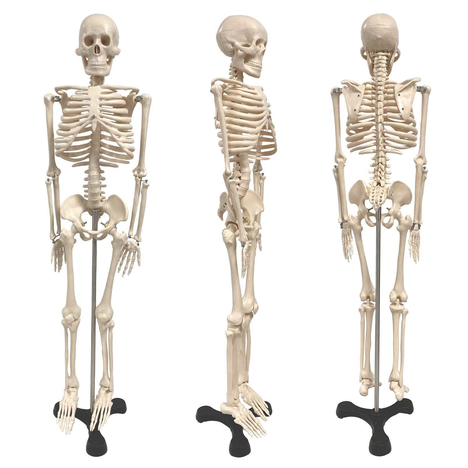 Human Skeleton Model with Key, 34" - Loomini