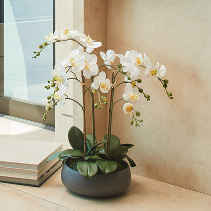 Faux 24” Phalaenopsis Orchid