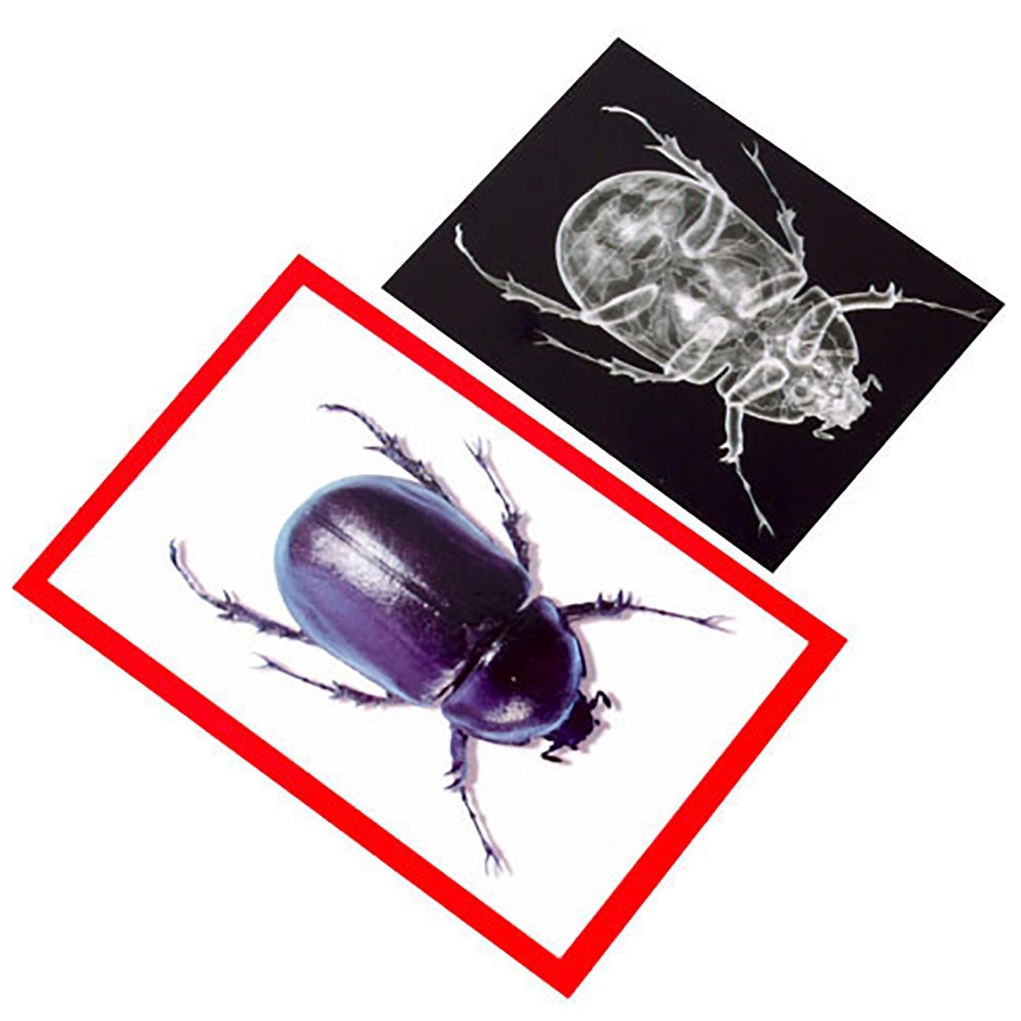 Insect X-rays and Picture Cards, Pack of 36 - Loomini