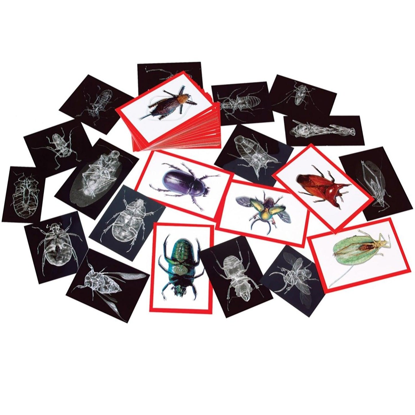 Insect X-rays and Picture Cards, Pack of 36 - Loomini