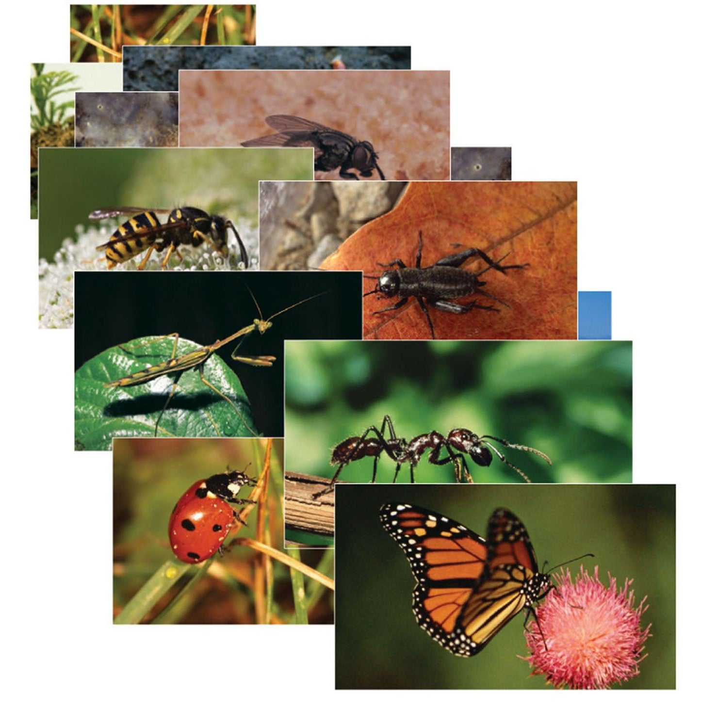 Insects & Bugs Real Life Learning Poster Card Set, Set of 14 - Loomini