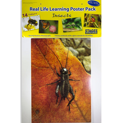 Insects & Bugs Real Life Learning Poster Card Set, Set of 14 - Loomini