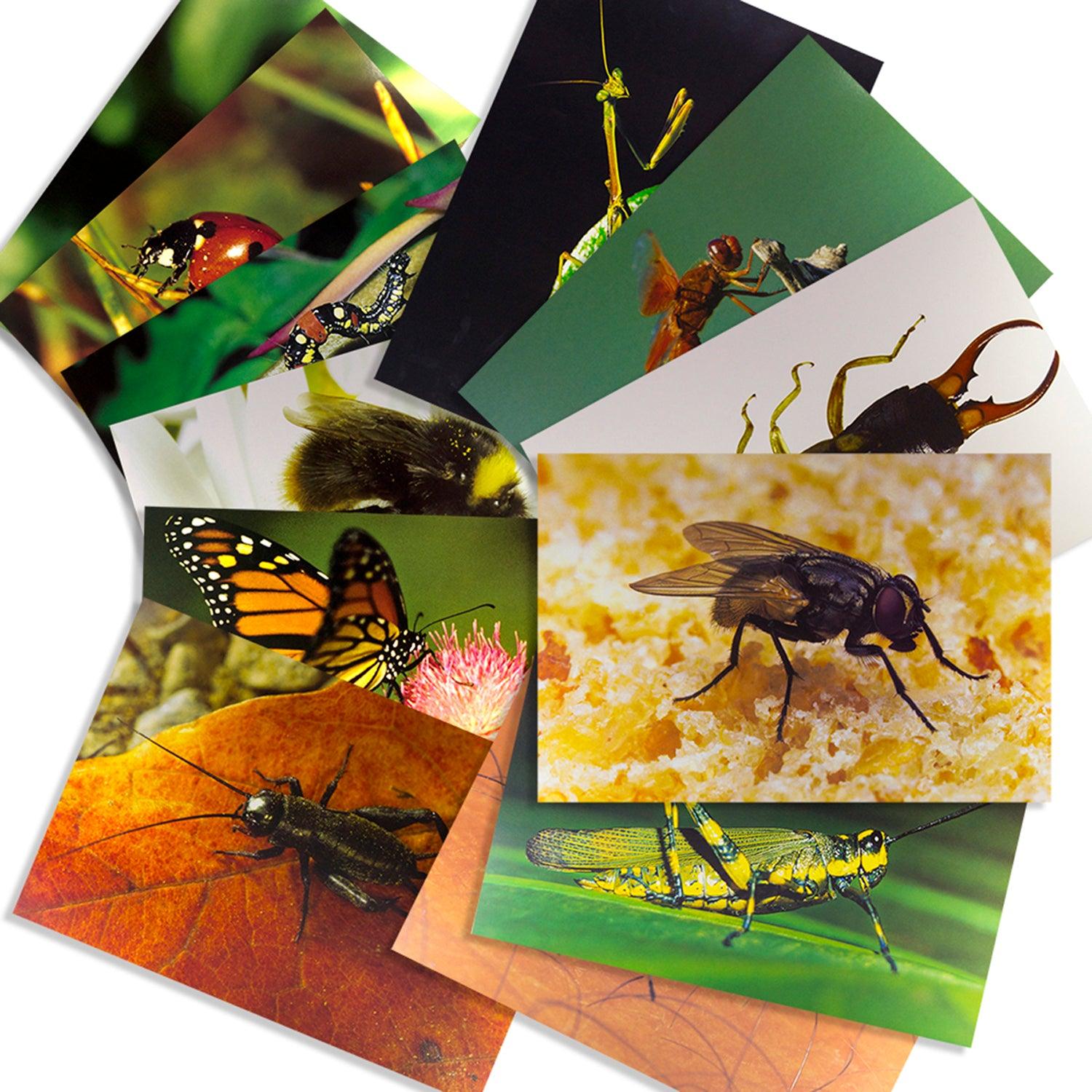 Insects & Bugs Real Life Learning Poster Card Set, Set of 14 - Loomini