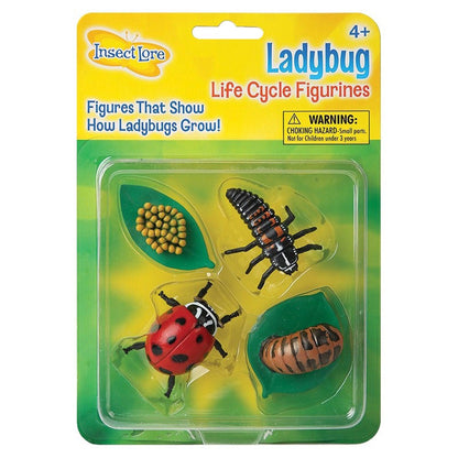 Ladybug Life Cycle Stages, 4 Per Set, 2 Sets - Loomini
