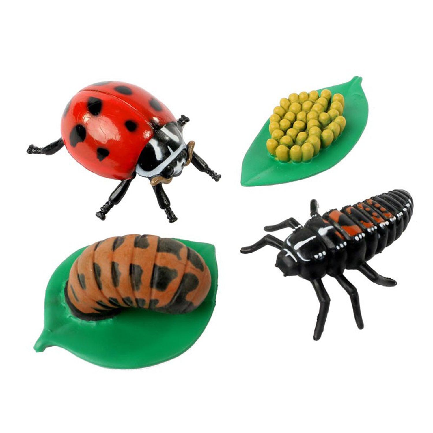 Ladybug Life Cycle Stages, 4 Per Set, 2 Sets - Loomini