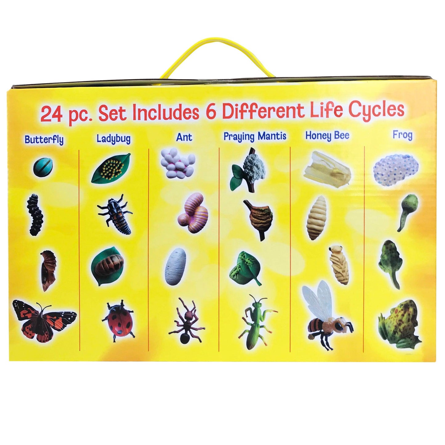 Life Cycle Figurines Set, 24 Pieces - Loomini