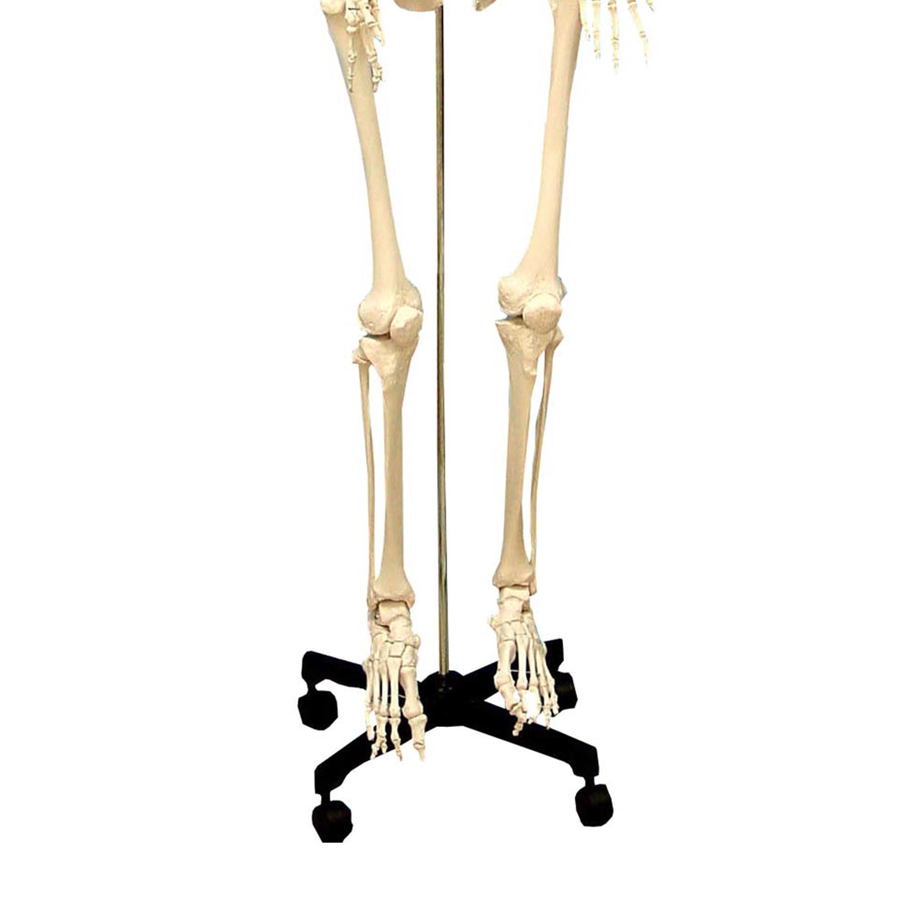 Life Size Human Skeleton Model with Key, Rod Mount - Loomini