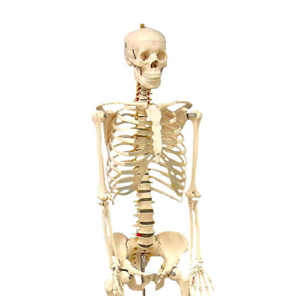 Life Size Human Skeleton Model with Key, Rod Mount - Loomini