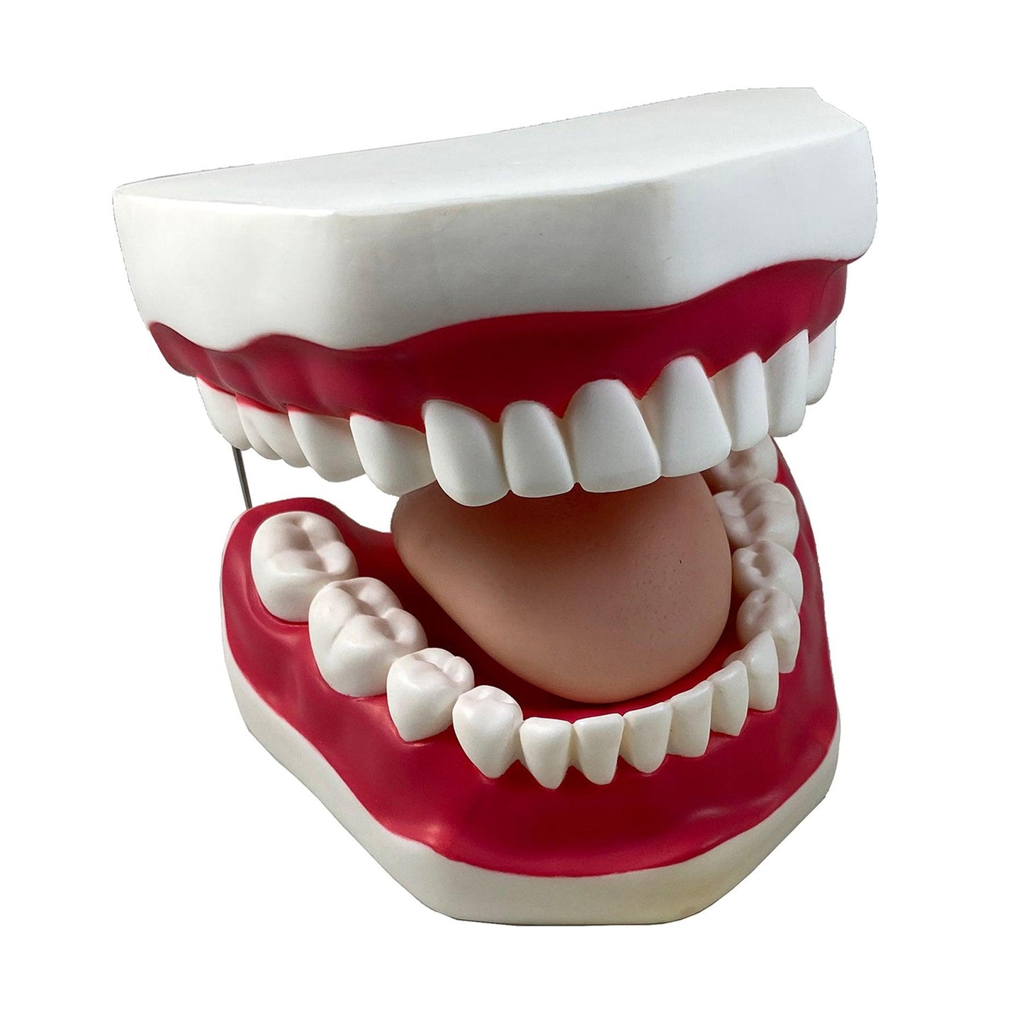 Oral Hygiene Model with Key - Loomini