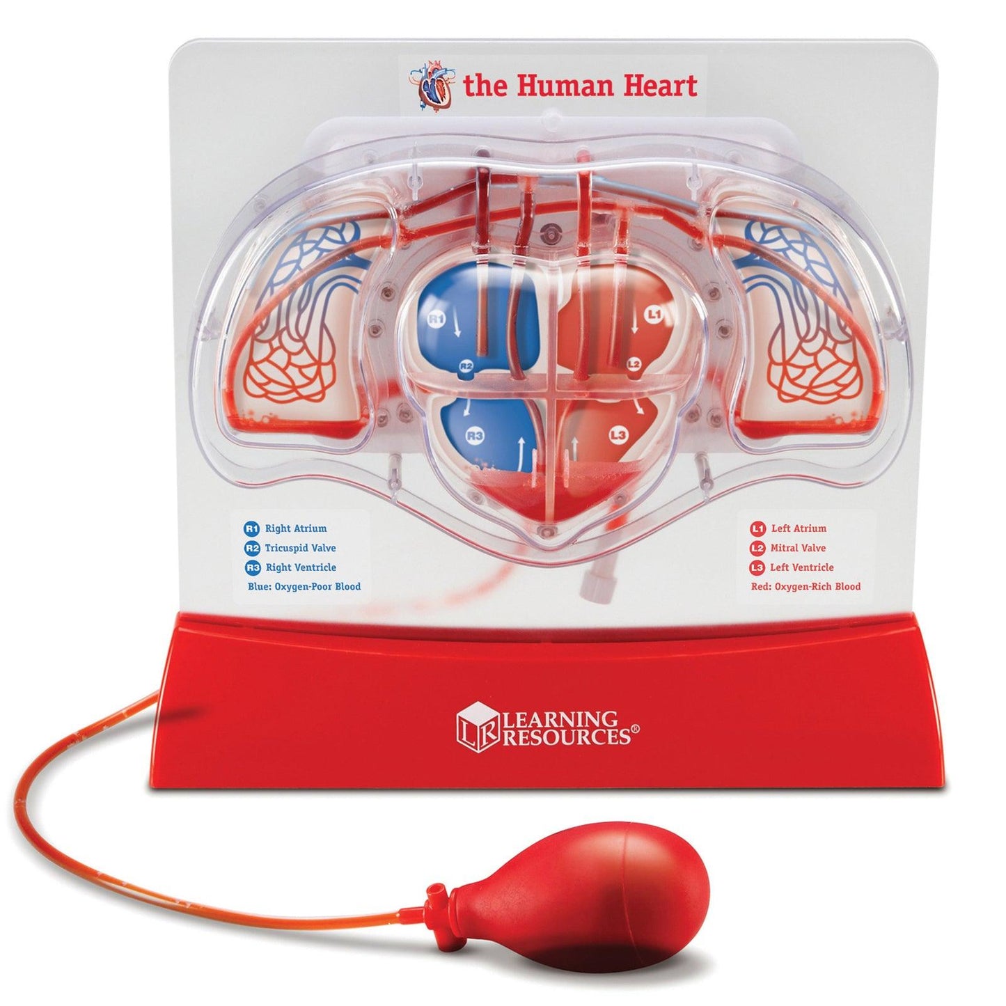 Pumping Heart Model - Loomini