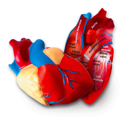 Soft Foam Cross-Section Human Heart Model - Loomini