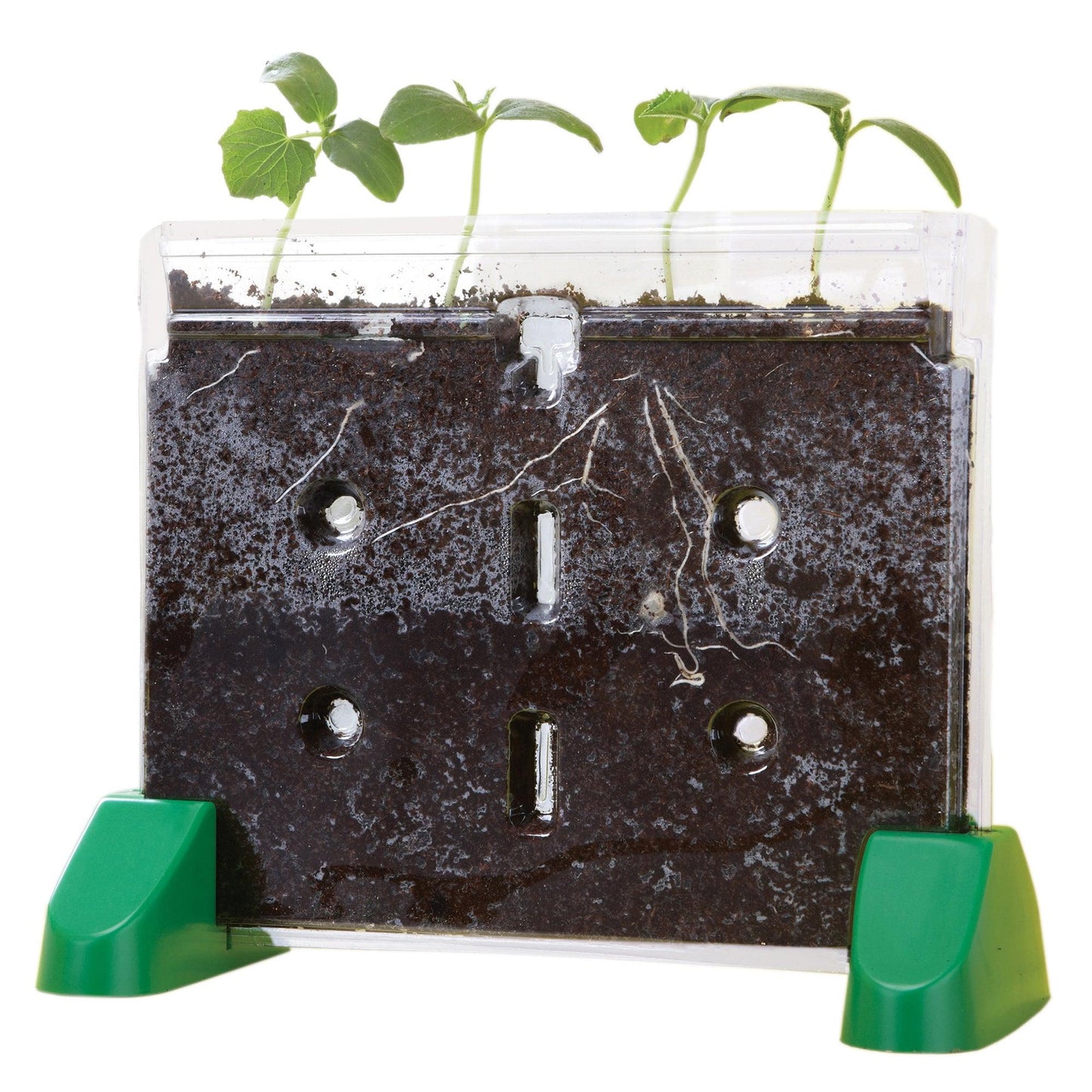 Sprout & Grow Window - Loomini