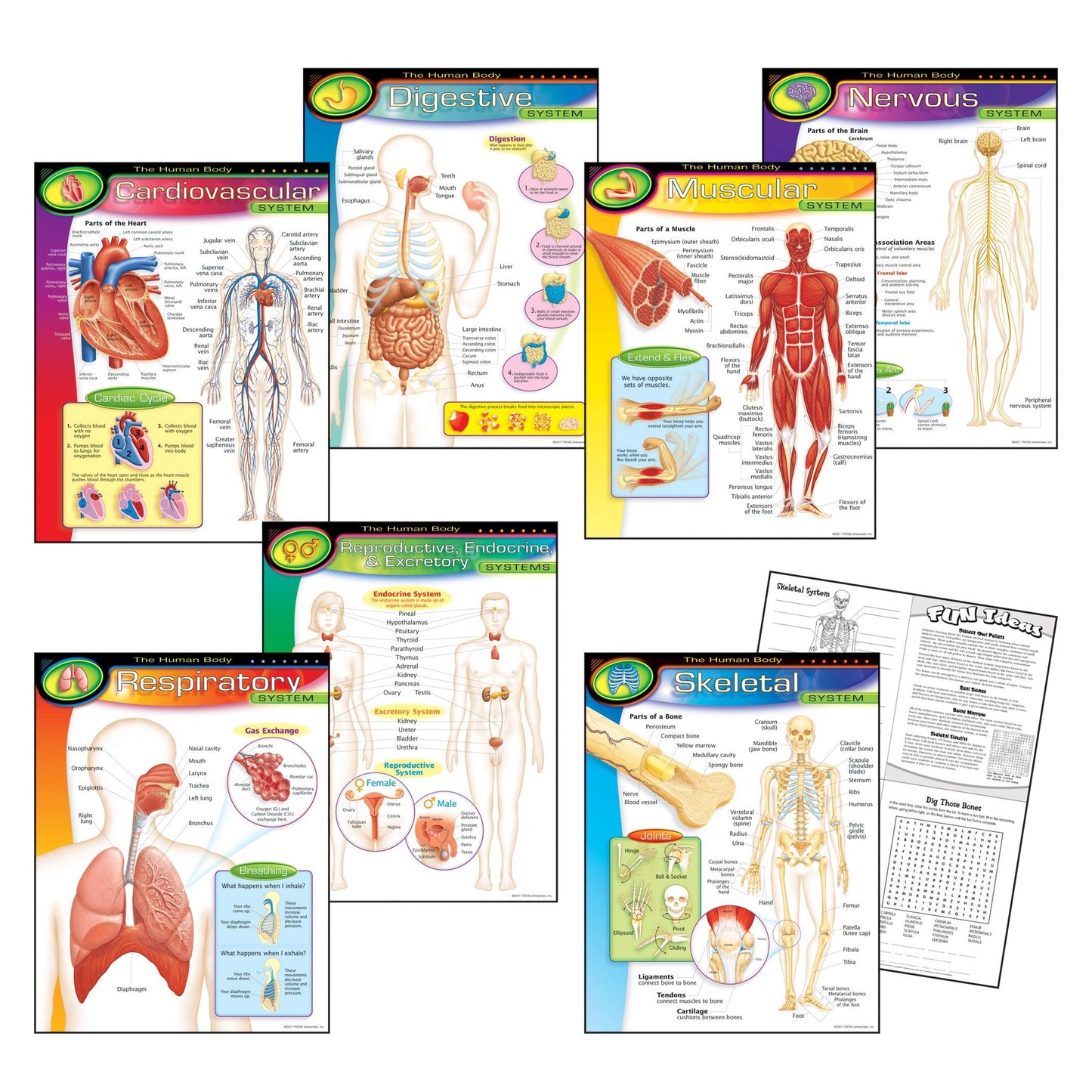 The Human Body Learning Charts Combo Pack, Set of 7 - Loomini