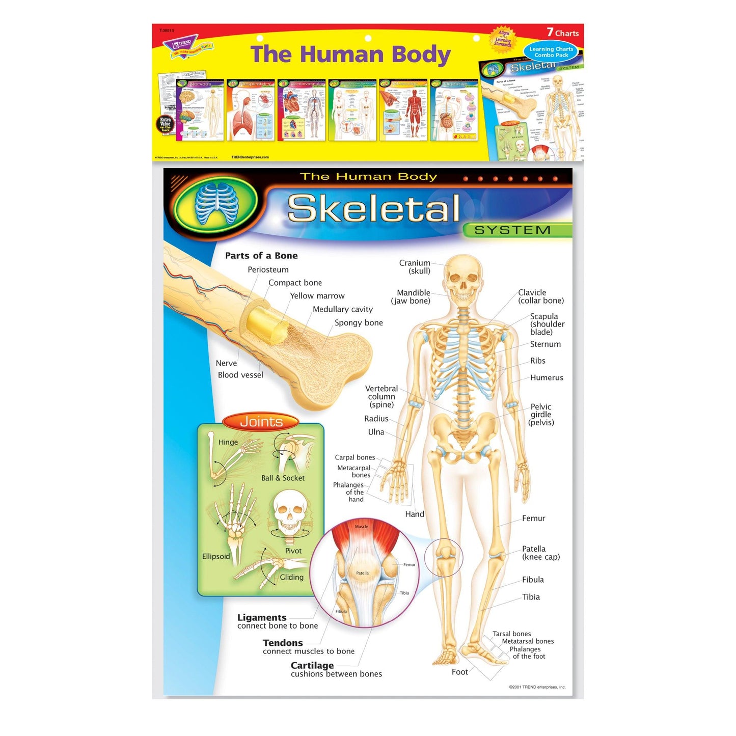 The Human Body Learning Charts Combo Pack, Set of 7 - Loomini