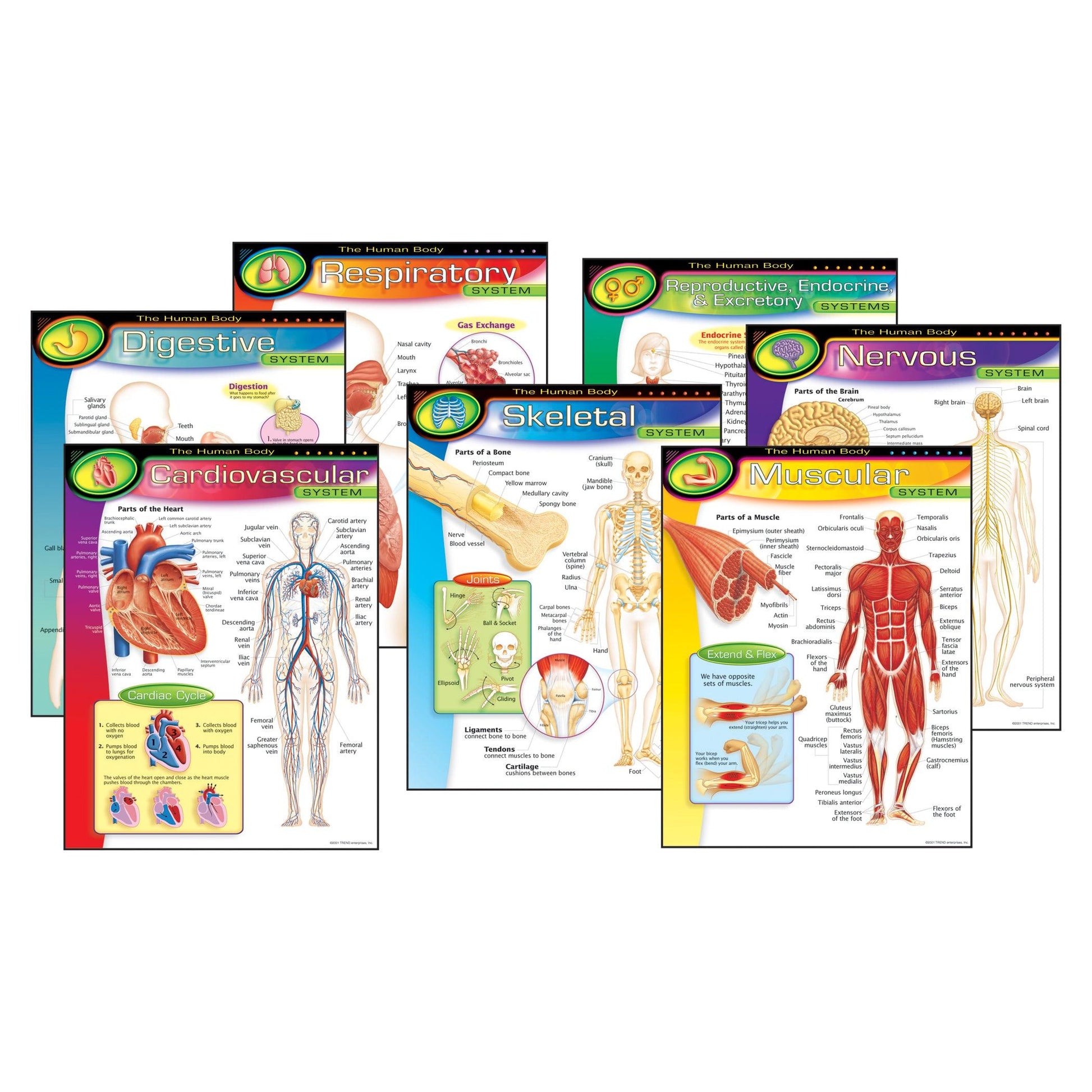 The Human Body Learning Charts Combo Pack, Set of 7 - Loomini