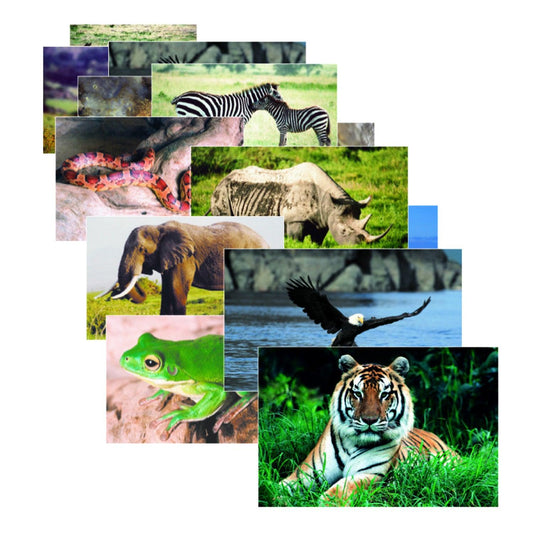 Wild Animals Poster Set, Set of 10 - Loomini
