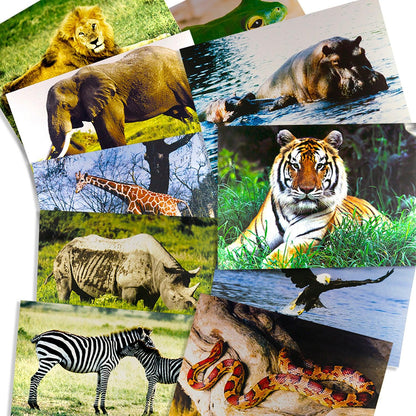 Wild Animals Poster Set, Set of 10 - Loomini
