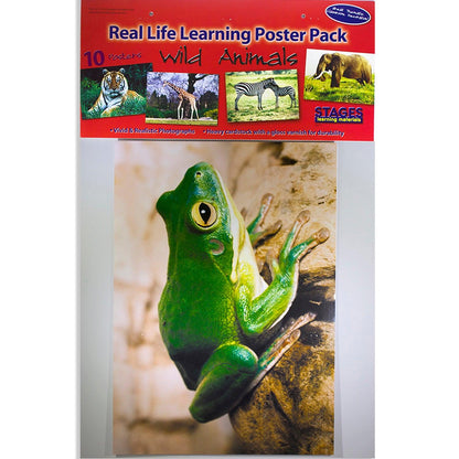 Wild Animals Poster Set, Set of 10 - Loomini