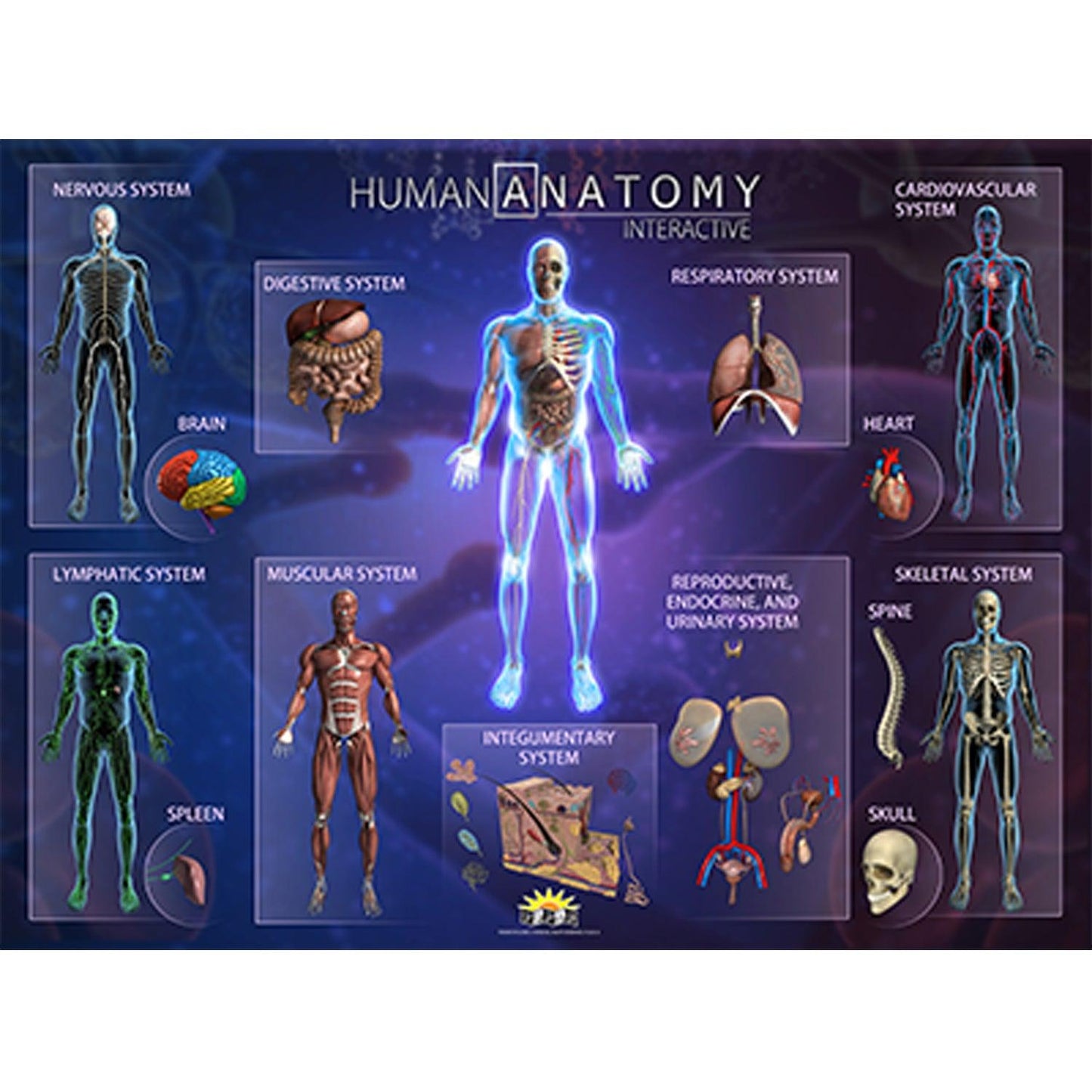 Human Anatomy Smart Mats, Set of 4 - Loomini