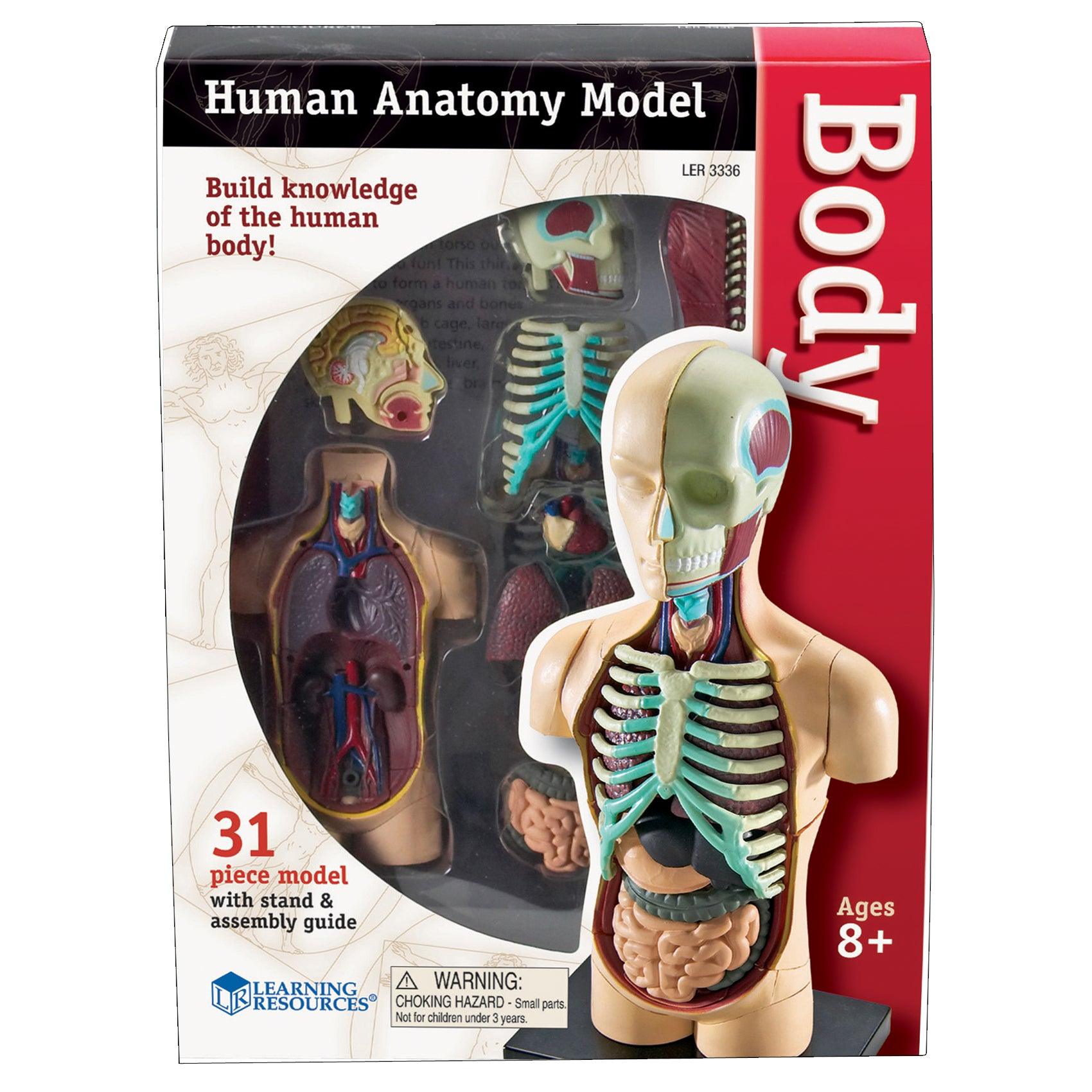 Human Body Anatomy Model, 31 Pieces - Loomini