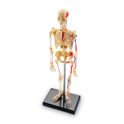Human Skeleton Model, 41 Pieces - Loomini