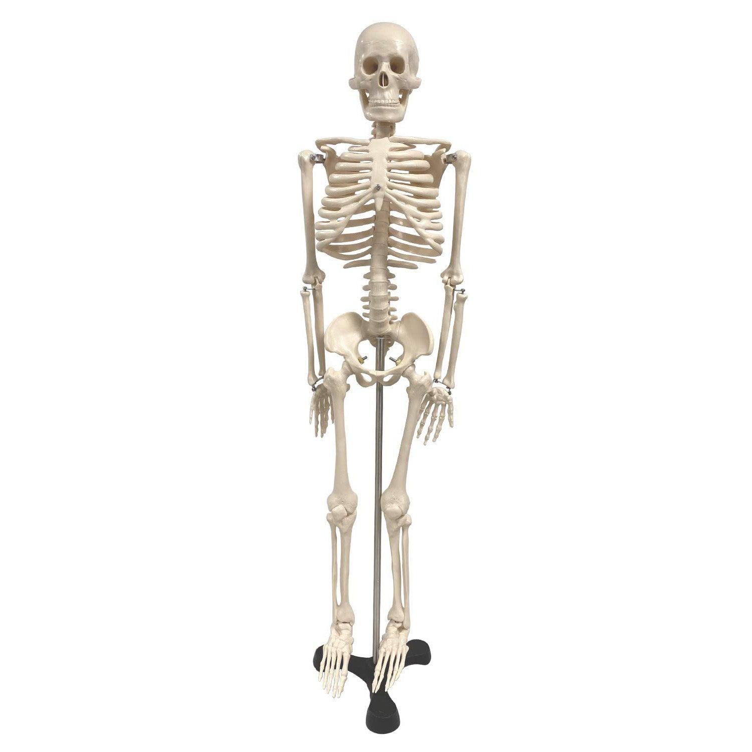 Human Skeleton Model with Key, 34" - Loomini