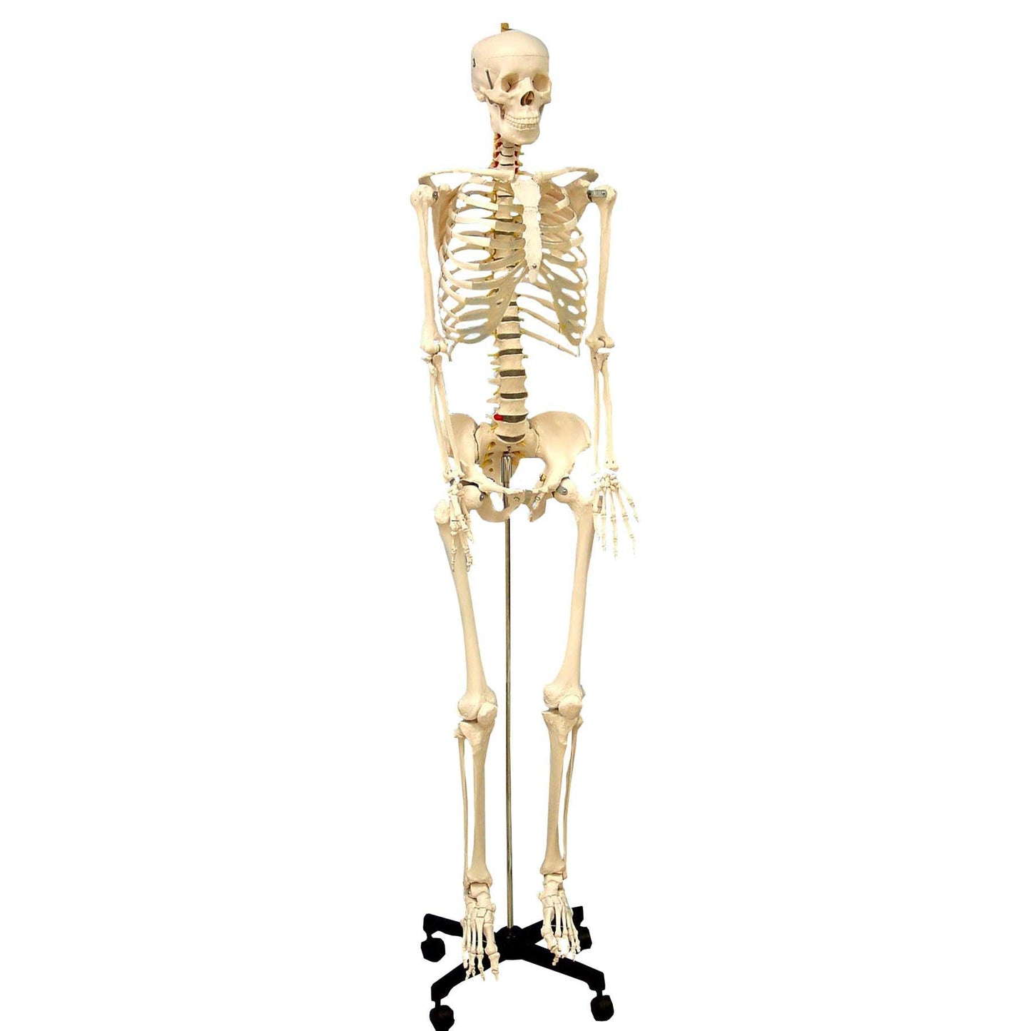 Life Size Human Skeleton Model with Key, Rod Mount - Loomini