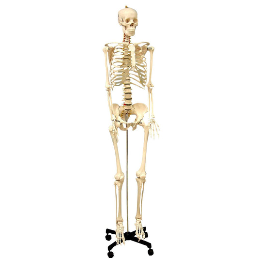 Life Size Human Skeleton Model with Key, Rod Mount - Loomini