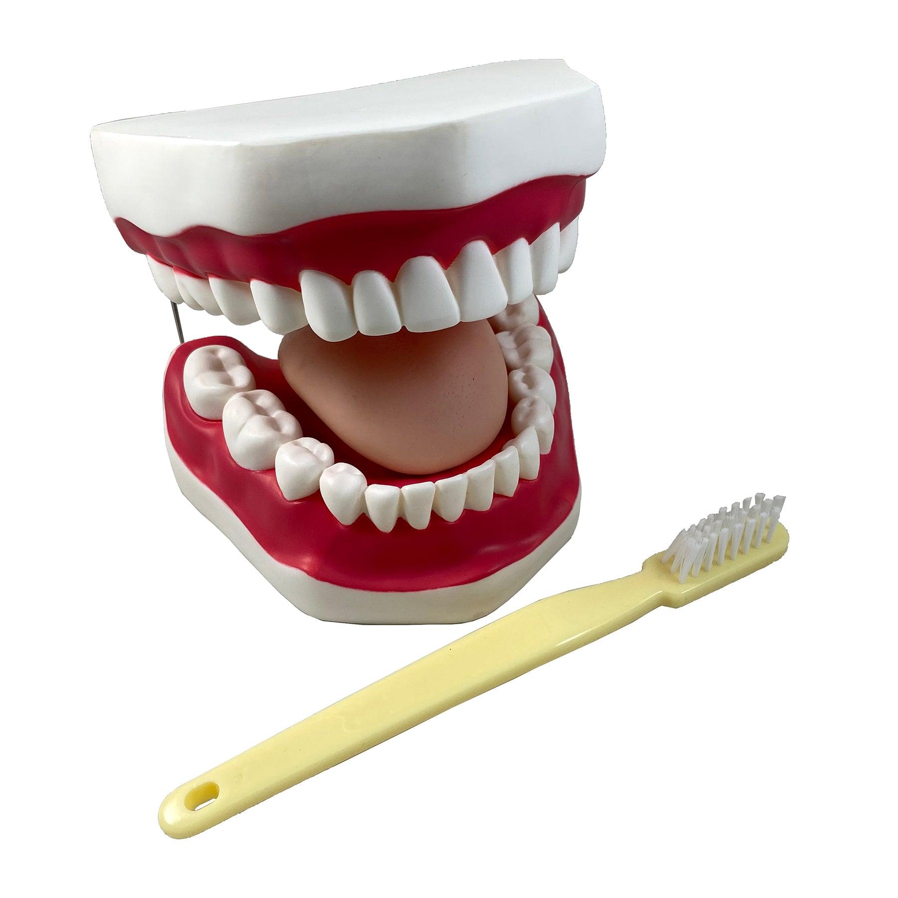 Oral Hygiene Model with Key - Loomini