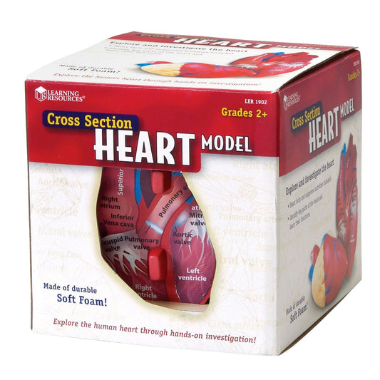 Soft Foam Cross-Section Human Heart Model - Loomini