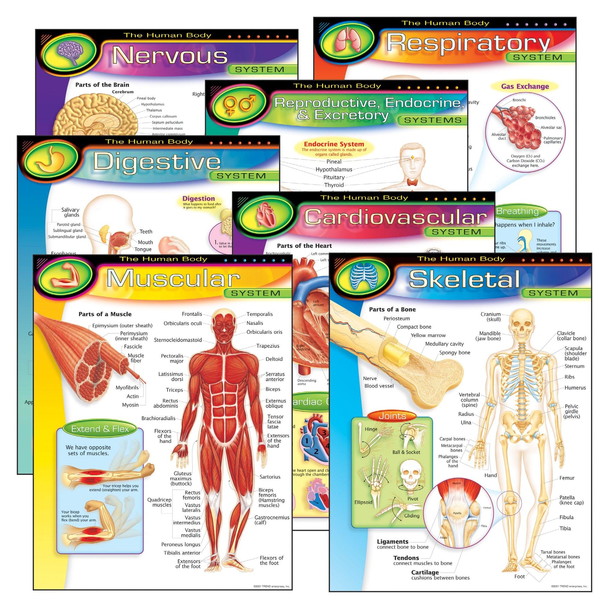 The Human Body Learning Charts Combo Pack, Set of 7 - Loomini