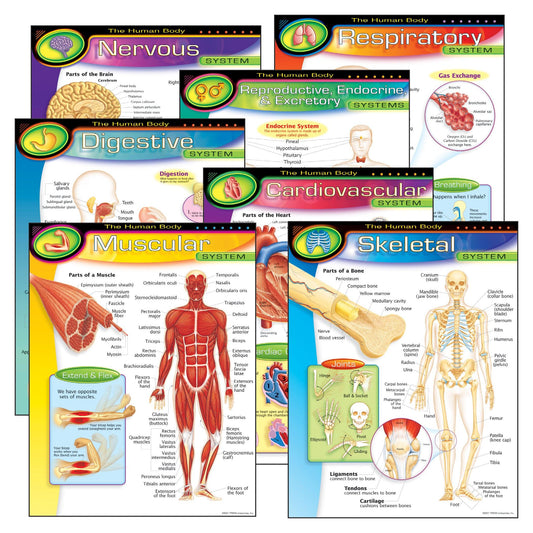 The Human Body Learning Charts Combo Pack, Set of 7 - Loomini